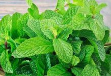 Benefits of Mint Leaves-পুদিনা পাতা উপকার