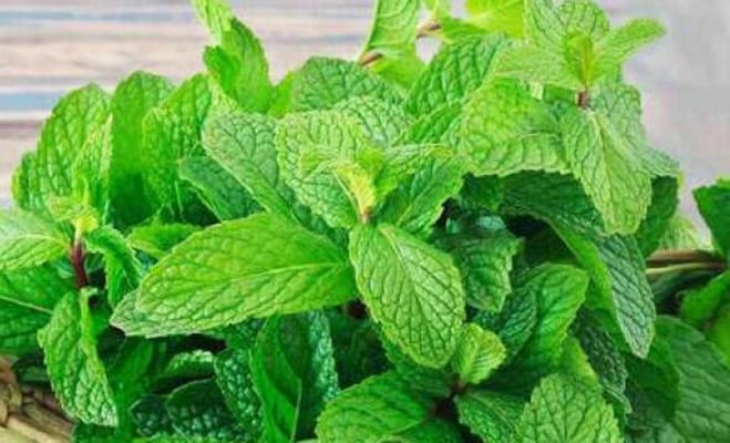 Benefits of Mint Leaves-পুদিনা পাতা উপকার